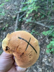 Neoboletus luridiformis