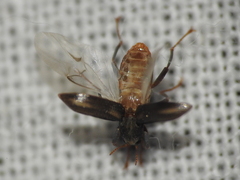 Stenelmis