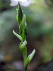 Spiranthes cernua