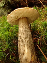 Leccinum griseonigrum