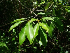 Sideroxylon salicifolium
