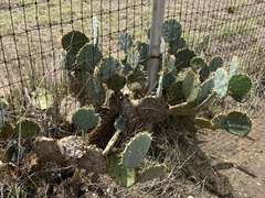 Opuntia