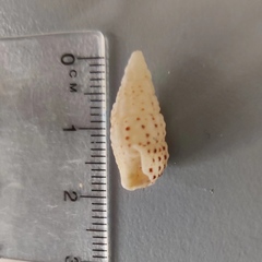 Clypeomorus batillariaeformis