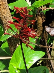 Odontonema