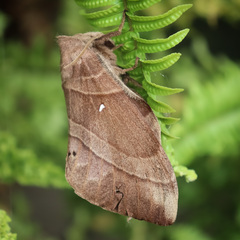 Lebeda nobilis