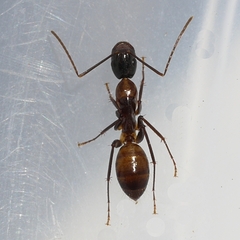 Camponotus americanus