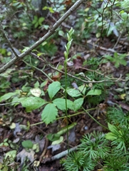 Spiranthes cernua