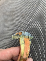 Neoboletus luridiformis