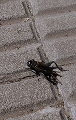 Gryllus