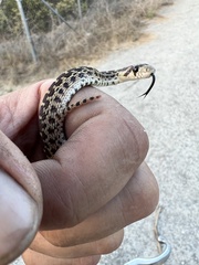 Pituophis catenifer catenifer