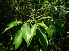 Sideroxylon salicifolium