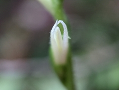 Spiranthes cernua