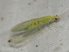 Chrysopa quadripunctata