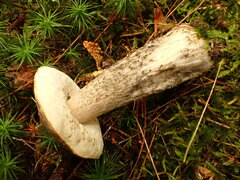 Leccinum griseonigrum