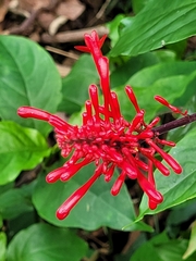 Odontonema