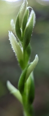 Spiranthes cernua
