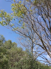 Handroanthus heptaphyllus