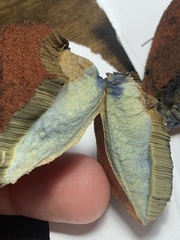 Neoboletus luridiformis