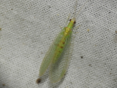 Chrysopa quadripunctata