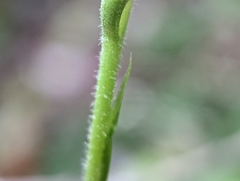 Spiranthes cernua