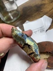 Neoboletus luridiformis