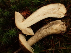 Leccinum griseonigrum