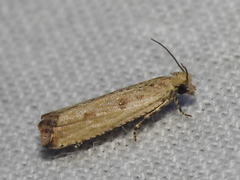 Bactra verutana