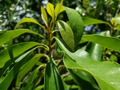 Sideroxylon salicifolium