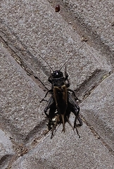 Gryllus