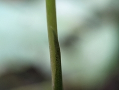 Spiranthes cernua