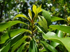 Sideroxylon salicifolium