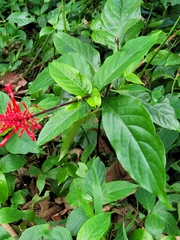 Odontonema