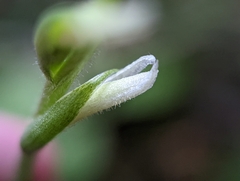 Spiranthes cernua