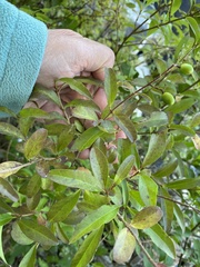 Ligustrum vulgare