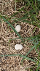 Lycoperdon