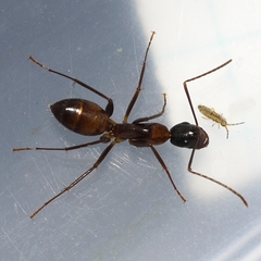 Camponotus americanus