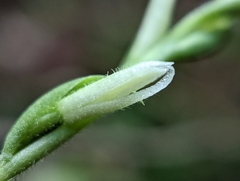 Spiranthes cernua