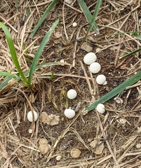 Lycoperdon