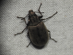 Bothrotes canaliculatus