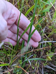 Spiranthes cernua