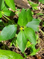Synedrella nodiflora
