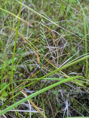 Spiranthes cernua
