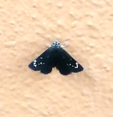 Pholisora