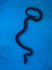 Pituophis catenifer catenifer