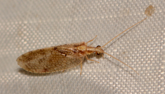 Hemerobius humulinus