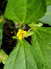 Synedrella nodiflora