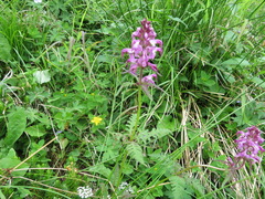 Pedicularis chamissonis