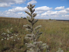 Echium italicum