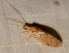 Hemerobius humulinus