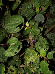 Miconia mortoniana